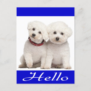 Postal Bichon Frise Puppy Dog Olá Cartão de Posto Saudáve
