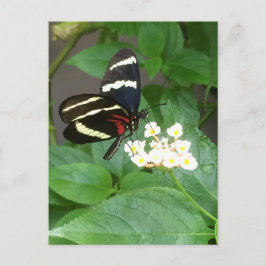 Postal Borboleta no cartão das flores