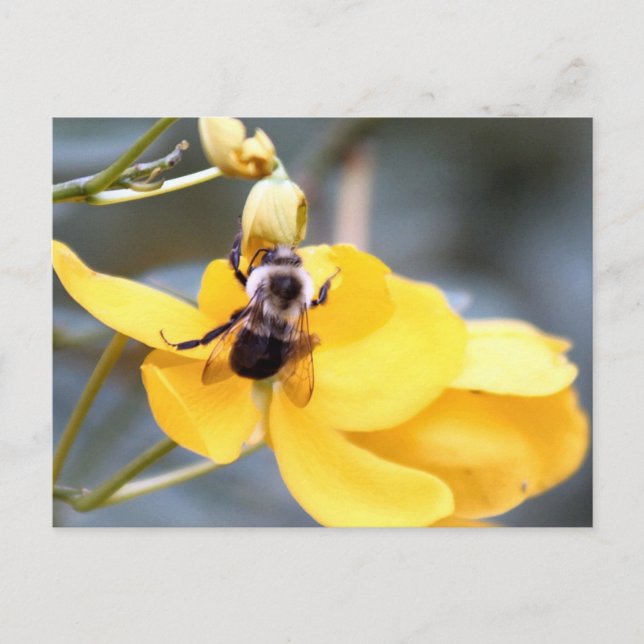 Postal Bumblebee No Cartão De Flor De Cassia (Frente)