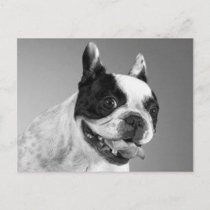 Postal Cachorrinho do Amor do Bulldog Francês Cartão Post