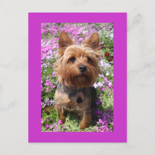 Postal Cachorrinho Yorkshire Terrier Cobertor Roxo Cartão