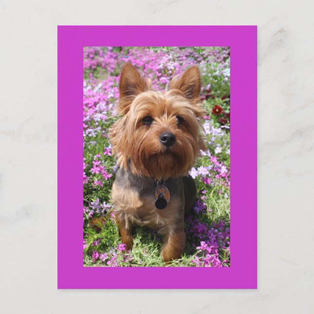 Postal Cachorrinho Yorkshire Terrier Cobertor Roxo Cartão (Frente)