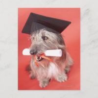 Cachorro com cartão e diploma
