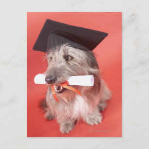 Postal Cachorro com cartão e diploma