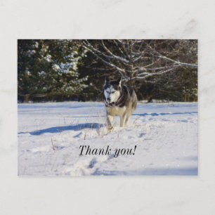 Postal Cachorro Husky Siberiano Na Neve Cartão de Agradec