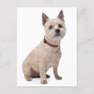 Postal Cairn Terrier Puppy Dog Vazio Greeting Cartão de P