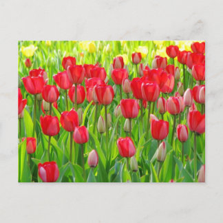 Postal Campo do cartão das tulipas