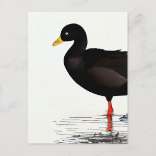 Postal Carqueja-americana - Ave - Cartão de Arte da Natur