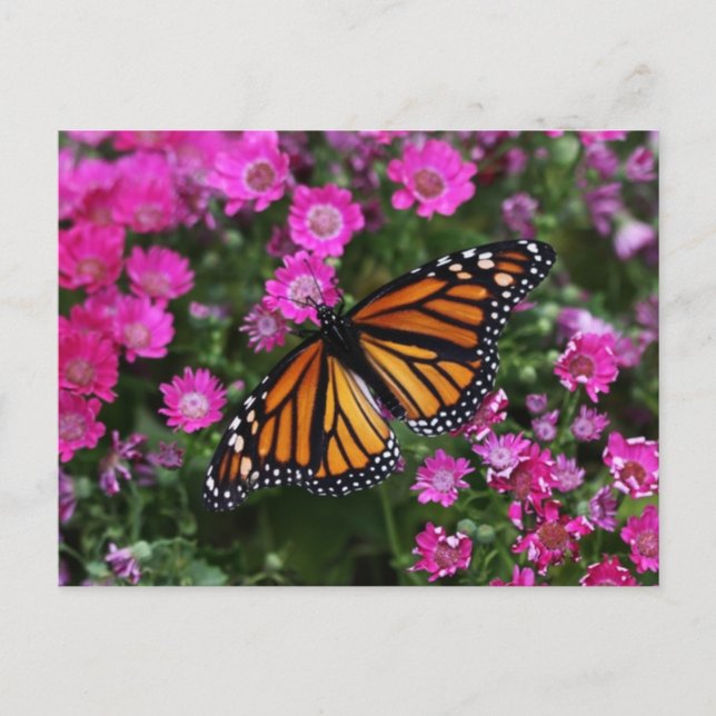 Postal Cartão (Frente)