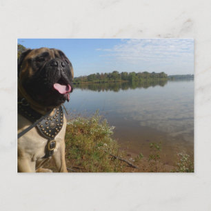 Postal Cartão 1 de Bullmastiff "Pablo"