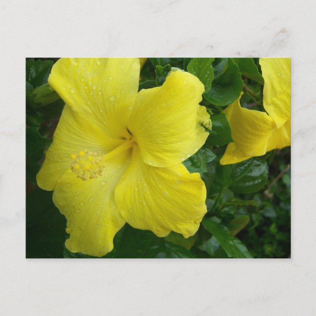 Postal Cartão amarelo do hibiscus (Frente)