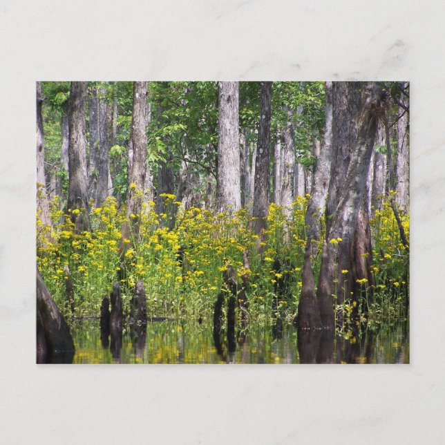 Postal Cartão amarelos (Frente)