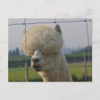 Postal Cartão amigável da alpaca