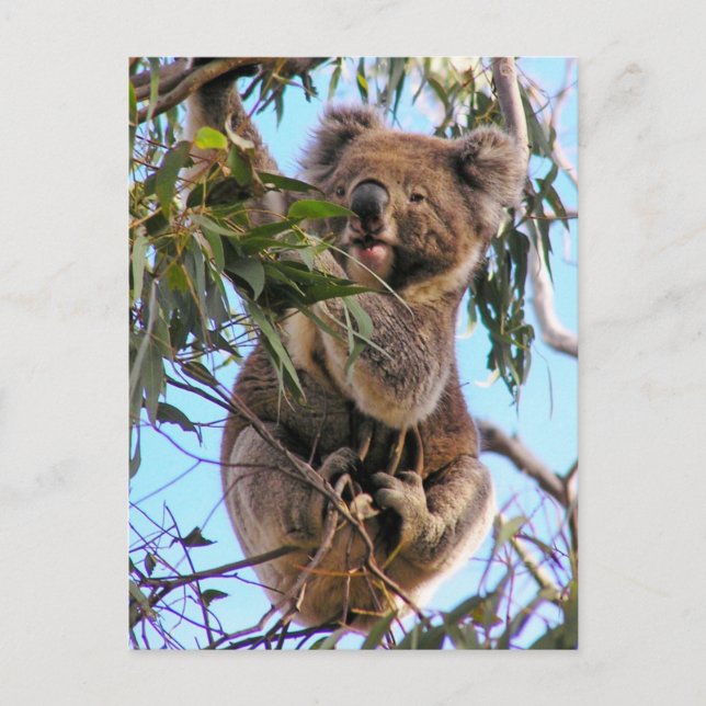 Postal Cartão Austrália do Koala (Frente)