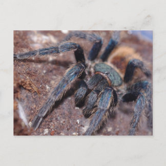 Postal Cartão Azul de Frasco Verde Postado