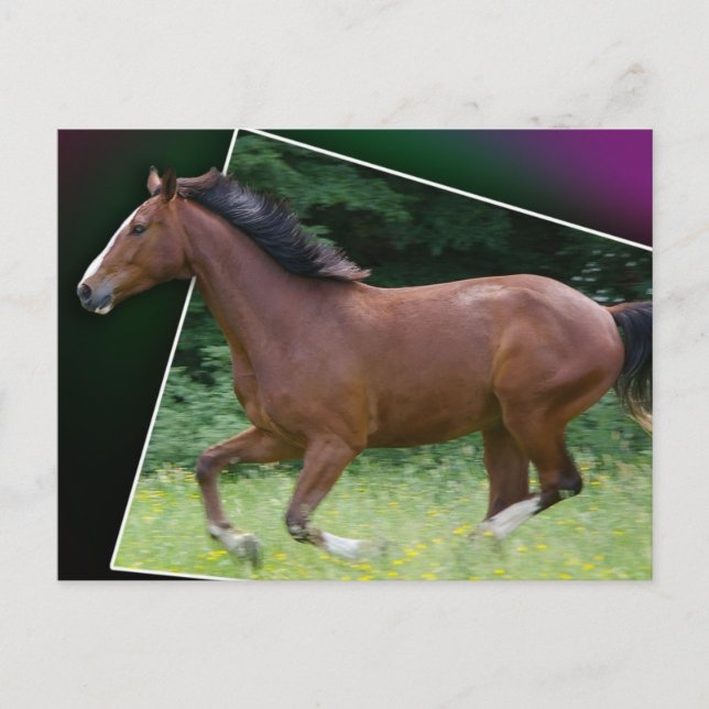 Postal Cartão belo do cavalo (Frente)