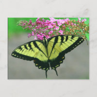 Cartão bonito 6 da borboleta de Swallowtail do