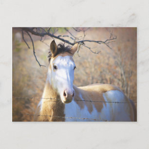 Postal Cartão bonitos do cavalo da pintura