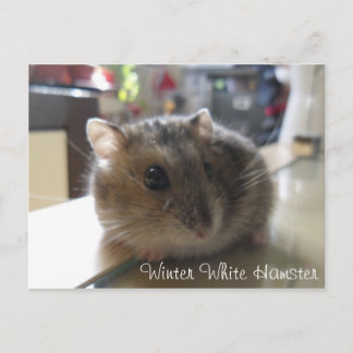 Postal Cartão branco do hamster do inverno