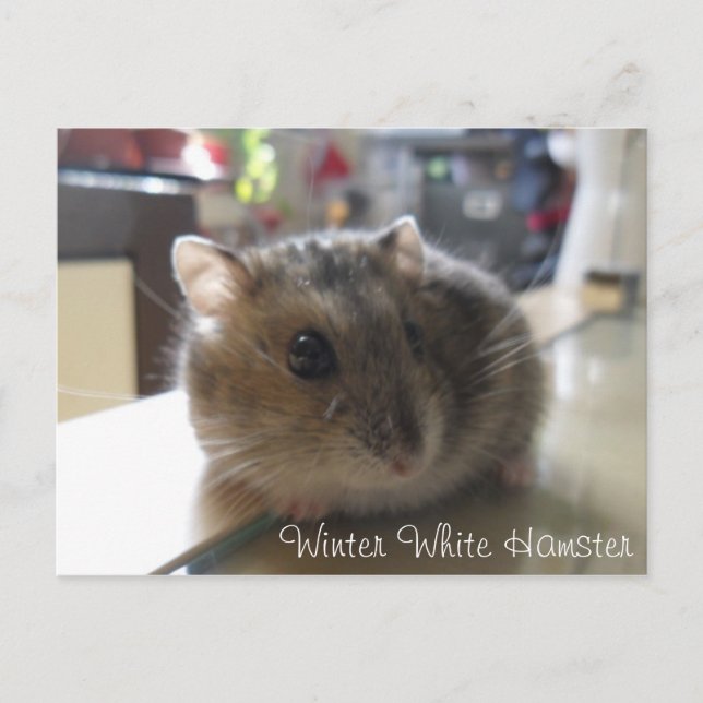 Postal Cartão branco do hamster do inverno (Frente)