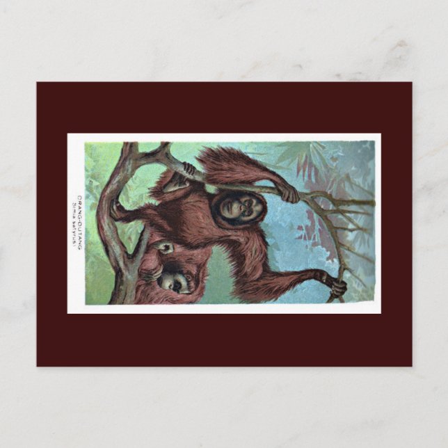 Postal Cartão - chimpanzé (Frente)