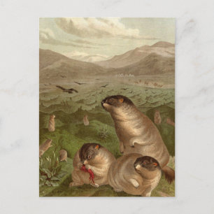 Postal Cartão colorido de ilustração da marmota de saf