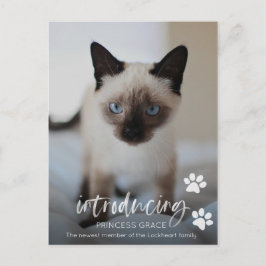 Postal Cartão com fotos de Adoção de Gato ou Gato, Aprese