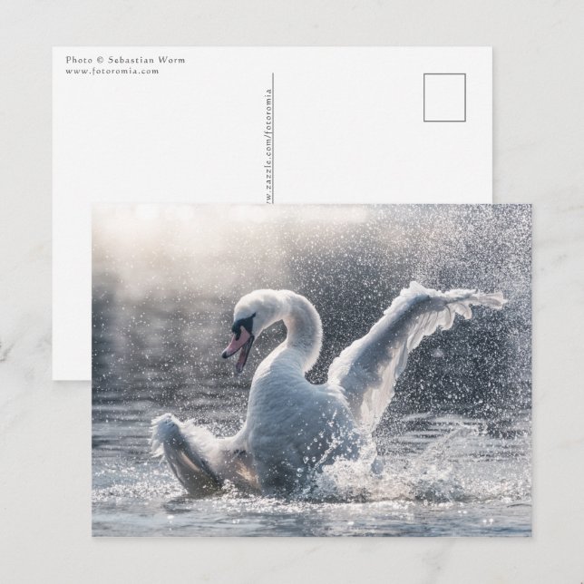 Postal Cartão com fotos Swan Nature (Frente/Verso)