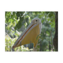Cartão com pelicano escondendo