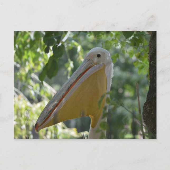 Postal Cartão com pelicano escondendo (Frente)