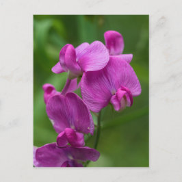 Postal Cartão cor-de-rosa bonito do Wildflower da ervilha