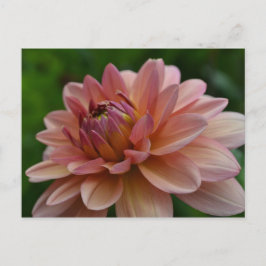 Postal Cartão cor-de-rosa da flor da dália