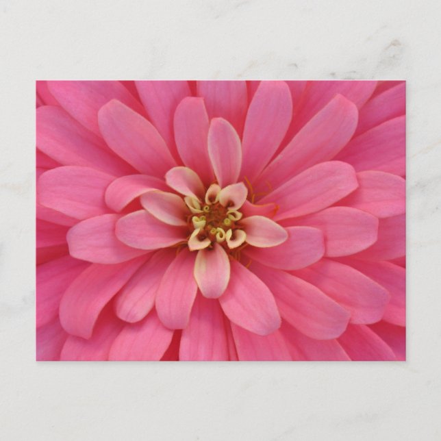 Postal Cartão cor-de-rosa da flor do Zinnia (Frente)
