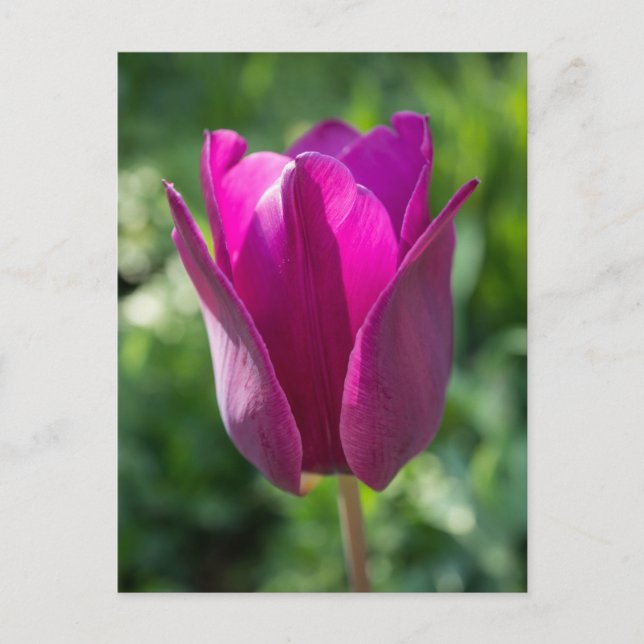 Postal Cartão cor-de-rosa da tulipa (Frente)