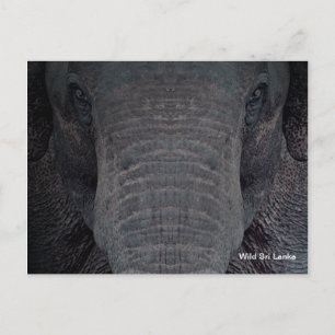 Postal Cartão customizável do elefante de Sri Lanka