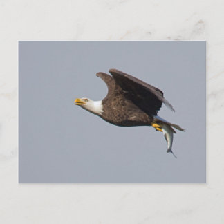 Postal Cartão da águia americana 9