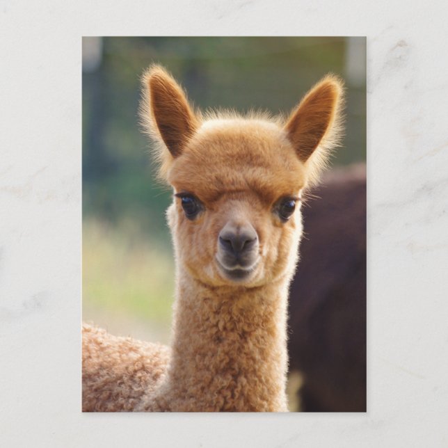 Postal Cartão da alpaca (Frente)