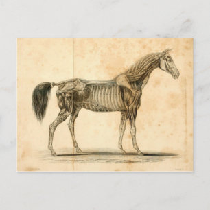 Postal Cartão da anatomia do cavalo mim