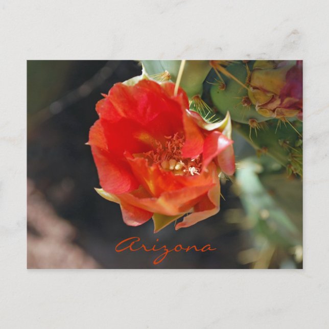 Postal Cartão da arizona (Frente)