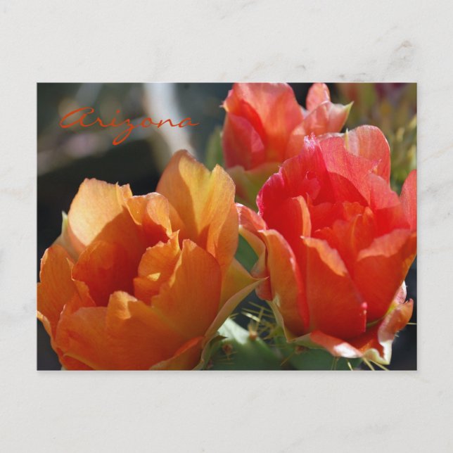 Postal Cartão da arizona (Frente)