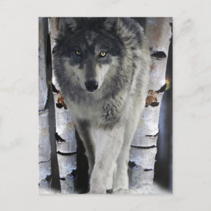 Postal Cartão da arte do lobo cinzento & dos animais