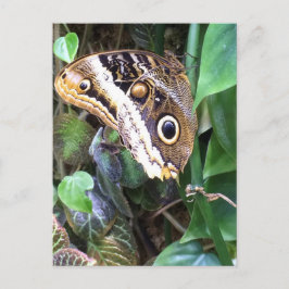 Postal Cartão da borboleta