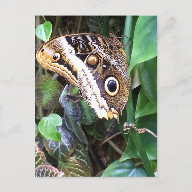 Postal Cartão da borboleta (Frente)