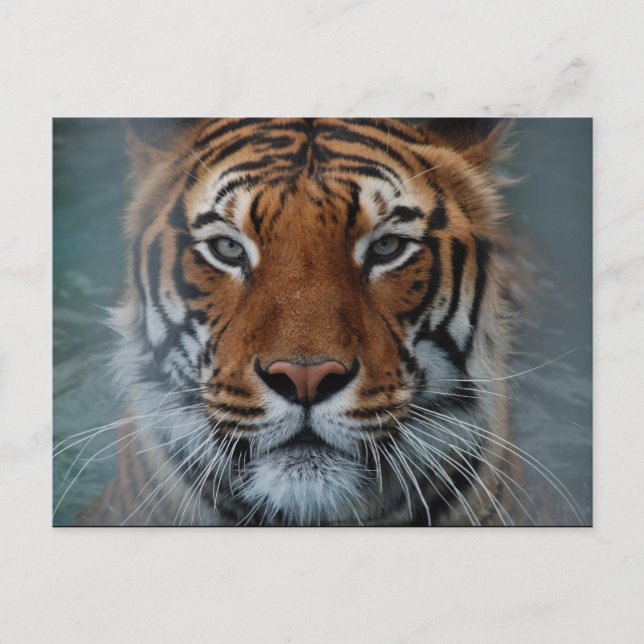Postal Cartão da cara do tigre (Frente)