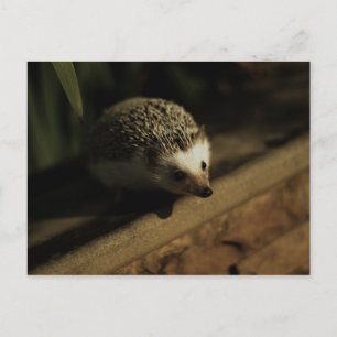 Postal Cartão da curiosidade