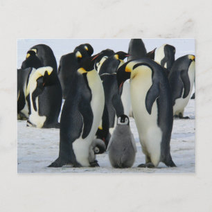 Postal Cartão da família de pinguins