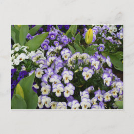 Postal Cartão da flor