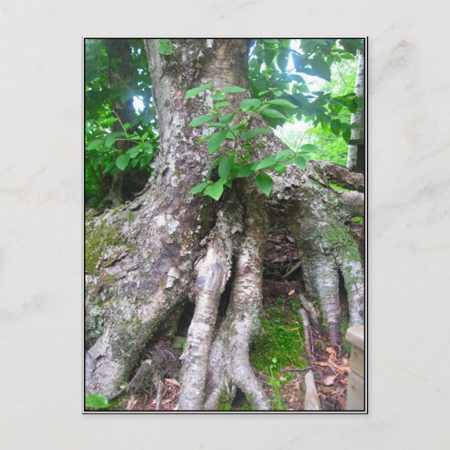 Postal Cartão da floresta (Frente)