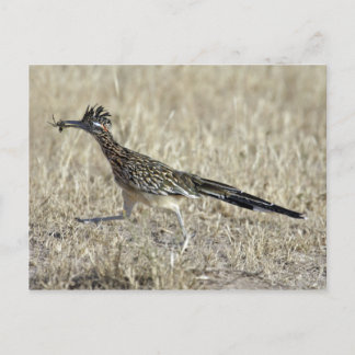 Postal Cartão da fotografia do Roadrunner