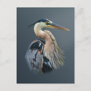Postal Cartão da garça-real de grande azul